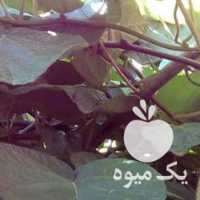 خریدار کیوی شما در یزد در گروه خرید فروش عمده کیوی - صادراتی مازندران تنکابن تالش در یکمیوه