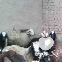 فروش گوسفند زنده در تهران در گروه گاو و گوسفند و میش و بز کهره گوساله سمینتال در یکمیوه