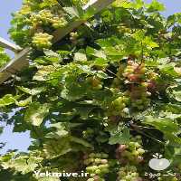 فروش انگور در تهران در گروه خرید فروش عمده انگور - یاقوتی شانی عسگری بی دانه قرمز در یکمیوه