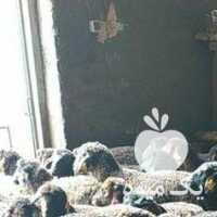 فروش گوسفندزنده بومی جهت مصارف خانگی نذری ومراسمات در اصفهان در گروه گاو و گوسفند و میش و بز کهره گوساله سمینتال در یکمیوه