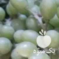فروش غوره انگور عسگری در همدان در گروه خرید فروش عمده انگور - یاقوتی شانی عسگری بی دانه قرمز در یکمیوه