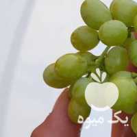 فروش غوره انگور در همدان در گروه خرید فروش عمده انگور - یاقوتی شانی عسگری بی دانه قرمز در یکمیوه