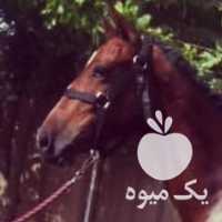 فروش کره اسب ترکمن اخال در تهران در گروه اسب و الاغ خر و فروش قاطر- ترکمن عربی سفید نر و ماده در یکمیوه