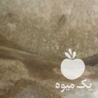 فروش گوسفند و مرغ و خروس ارسال 24 ساعته در تهران در گروه گاو و گوسفند و میش و بز کهره گوساله سمینتال در یکمیوه