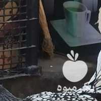 فروش مرغ و خروس سبرایت مینیاتوری در تهران در گروه مرغ و خروس و بوقلمون و اردک قو قاز در یکمیوه