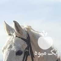 فروش اسب نریون در تهران در گروه اسب و الاغ خر و فروش قاطر- ترکمن عربی سفید نر و ماده در یکمیوه