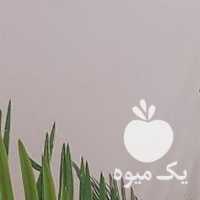 فروش گل کاکتوس سیکاس اپارتمانی حیاط مقاوم در تهران در گروه خرید فروش عمده گیاهان زینتی - گرمسیری آپارتمانی باغچه آب در یکمیوه