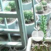 فروش دیش گاردن کاکتوس گلهای اپارتمانیه شاداب در تهران در گروه خرید فروش عمده گیاهان زینتی - گرمسیری آپارتمانی باغچه آب در یکمیوه