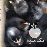 فروش جوجه در تهران در گروه مرغ و خروس و بوقلمون و اردک قو قاز در یکمیوه