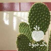 فروش کاکتوس و اگلونما برفی در تهران در گروه خرید فروش عمده گیاهان زینتی - گرمسیری آپارتمانی باغچه آب در یکمیوه