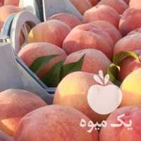 خرید سر درختی هلو شلیل سیب سبز انجیری الو در ارومیه در گروه خرید فروش عمده سیب - زرد و قرمز گلاب پاییزه در یکمیوه