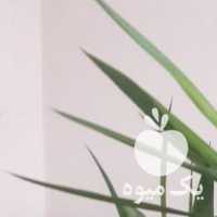 فروش یوکا و آلوورا در تهران در گروه خرید فروش عمده آلو - آلوچه گوجه سبز زرد خاکی شابلون سانتریزه سیاه در یکمیوه