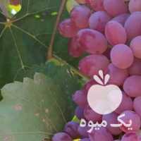 فروش انگور بی دانه تاکستان در قزوین در گروه خرید فروش عمده انگور - یاقوتی شانی عسگری بی دانه قرمز در یکمیوه