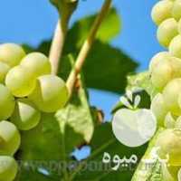 فروش انگور بی دانه بصورت یکجا در قزوین در گروه خرید فروش عمده انگور - یاقوتی شانی عسگری بی دانه قرمز در یکمیوه