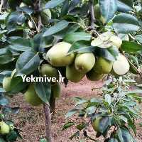 فروش گلابی خوج ترد و آبدار در لنگرود در گروه خرید فروش عمده گلابی - شاه میوه نطنز قرمز خاردار در یکمیوه