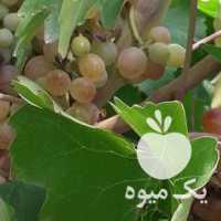 فروش بوته انگور رسیده در قزوین در گروه خرید فروش عمده انگور - یاقوتی شانی عسگری بی دانه قرمز در یکمیوه