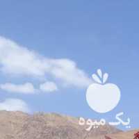 فروش اسب نریان در تهران در گروه اسب و الاغ خر و فروش قاطر- ترکمن عربی سفید نر و ماده در یکمیوه