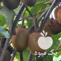 فروش کیوی  در قزوین در گروه خرید فروش عمده کیوی - صادراتی مازندران تنکابن تالش در یکمیوه