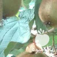 فروش کیوی هایوارد طلایی در جوکندان در رشت در گروه خرید فروش عمده کیوی - صادراتی مازندران تنکابن تالش در یکمیوه