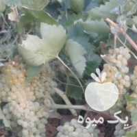 فروش باغ انگور در قزوین در گروه خرید فروش عمده انگور - یاقوتی شانی عسگری بی دانه قرمز در یکمیوه