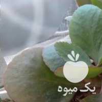 فروش گل قاشقی و کاکتوس در اصفهان در گروه خرید فروش عمده گیاهان زینتی - گرمسیری آپارتمانی باغچه آب در یکمیوه