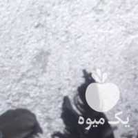 فروش خروس و مرغ محلی در بوشهر در گروه مرغ و خروس و بوقلمون و اردک قو قاز در یکمیوه