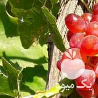 فروش انگور در قزوین در گروه خرید فروش عمده انگور - یاقوتی شانی عسگری بی دانه قرمز در یکمیوه