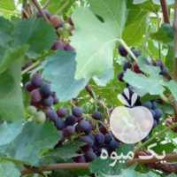 فروش انگور سیاه غرق آبی کاملا طبیعی منطقه سعادت شهر در شیراز در گروه خرید فروش عمده انگور - یاقوتی شانی عسگری بی دانه قرمز در یکمیوه