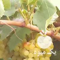 فروش انگور بیدانه در قزوین در گروه خرید فروش عمده انگور - یاقوتی شانی عسگری بی دانه قرمز در یکمیوه