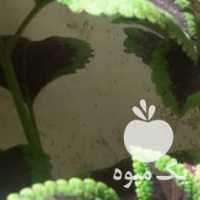 فروش گلدان گل طبیعی حسن یوسف گندمی کاکتوس قاشقی در تهران در گروه خرید فروش عمده گیاهان زینتی - گرمسیری آپارتمانی باغچه آب در یکمیوه