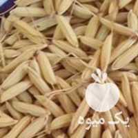 فروش تعداد برنج جو هاشمی در رشت در گروه خرید فروش عمده برنج - نیم دانه عنبر بو هاشمی کاظمی هندی پاکستانی در یکمیوه