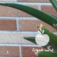 آگهی مشابه فروش کاکتوس در رشت در گروه خرید فروش عمده گیاهان زینتی - گرمسیری آپارتمانی باغچه آب در یکمیوه