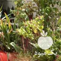 فروش تعداد 26 عددگلدان گل از قبیل آلوورا گاکتوز گل گندمی در تهران در گروه خرید فروش عمده گیاهان زینتی - گرمسیری آپارتمانی باغچه آب در یکمیوه