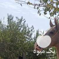 فروش کره اسب ترکمن نریان در تهران در گروه اسب و الاغ خر و فروش قاطر- ترکمن عربی سفید نر و ماده در یکمیوه