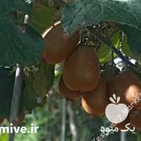 فروش کیوی صادراتی در آستارا در گروه خرید فروش عمده کیوی - صادراتی مازندران تنکابن تالش در یکمیوه
