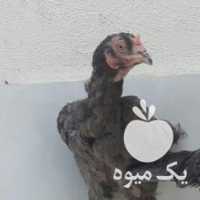 فروش چهار تا مرغ لاری طوسی و یک خروس طوسی در تهران در گروه مرغ و خروس و بوقلمون و اردک قو قاز در یکمیوه