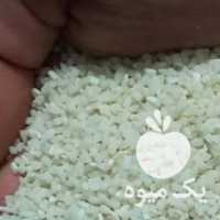 فروش برنج نیم دانه هاشمی پارساله در لاهیجان در گروه خرید فروش عمده برنج - نیم دانه عنبر بو هاشمی کاظمی هندی پاکستانی در یکمیوه