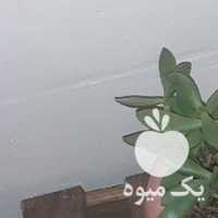 فروش گلهای کاکتوس در اصفهان در گروه خرید فروش عمده گیاهان زینتی - گرمسیری آپارتمانی باغچه آب در یکمیوه