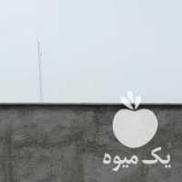 فروش کره اسب اصیل ترکمن در کرج در گروه اسب و الاغ خر و فروش قاطر- ترکمن عربی سفید نر و ماده در یکمیوه