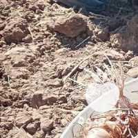 فروش پیاز زعفران در مشهد در گروه خرید فروش عمده زعفران - قائنات قیمت خراسان بهرامن گرم در یکمیوه