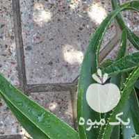 فروش گل آلوورا در اصفهان در گروه خرید فروش عمده گیاهان زینتی - گرمسیری آپارتمانی باغچه آب در یکمیوه
