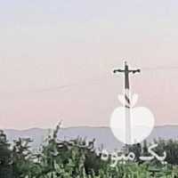 فروش انگور بیدانه در قزوین در گروه خرید فروش عمده انگور - یاقوتی شانی عسگری بی دانه قرمز در یکمیوه