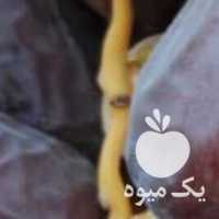 فروش خرما اهرم کبکاب در بوشهر در گروه خرید فروش عمده خرما - کبکاب تازه زاهدی خشک خارک در یکمیوه