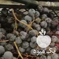 فروش انگور درهم در قزوین در گروه خرید فروش عمده انگور - یاقوتی شانی عسگری بی دانه قرمز در یکمیوه