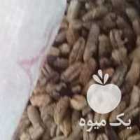 فروش هسته خرما در بوشهر در گروه خرید فروش عمده خرما - کبکاب تازه زاهدی خشک خارک در یکمیوه