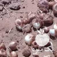 فروش پیاز زعفران در مشهد در گروه خرید فروش عمده زعفران - قائنات قیمت خراسان بهرامن گرم در یکمیوه