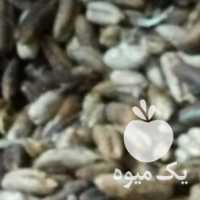 فروش هسته خرما در بوشهر در گروه خرید فروش عمده خرما - کبکاب تازه زاهدی خشک خارک در یکمیوه