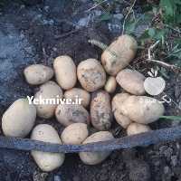 فروش سیب زمینی در تهران در گروه خرید فروش عمده سیب زمینی - زودرس دیررس آگریا اسپریت اردبیل همدان در یکمیوه