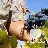 فروش انگور سیاه دیم سردشت انگور شانی دیم کردستان شربتی در تهران در گروه خرید فروش عمده انگور - یاقوتی شانی عسگری بی دانه قرمز در یکمیوه