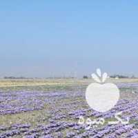 فروش پیاز زعفران 7 ساله در مشهد در گروه خرید فروش عمده زعفران - قائنات قیمت خراسان بهرامن گرم در یکمیوه